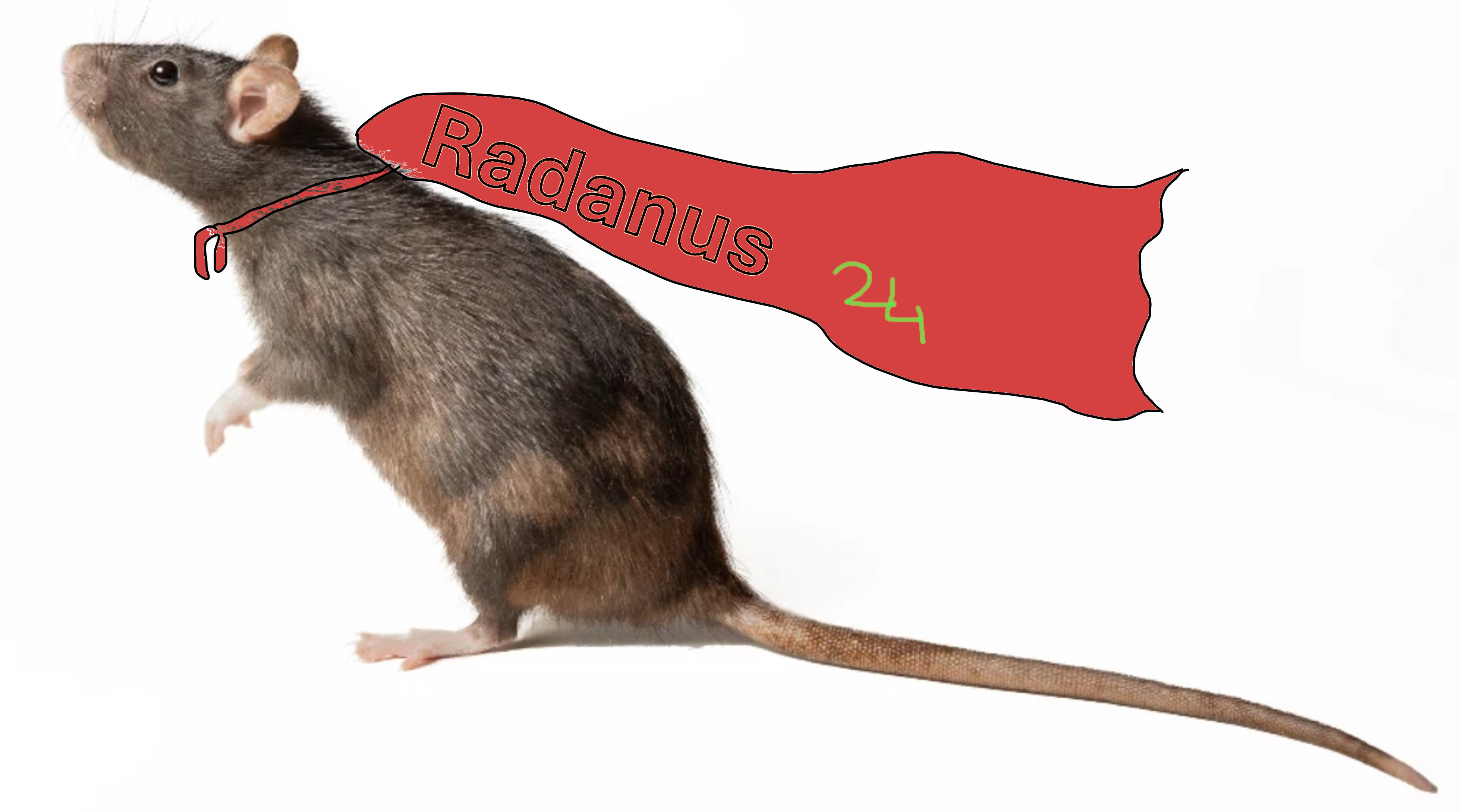 Rat Image